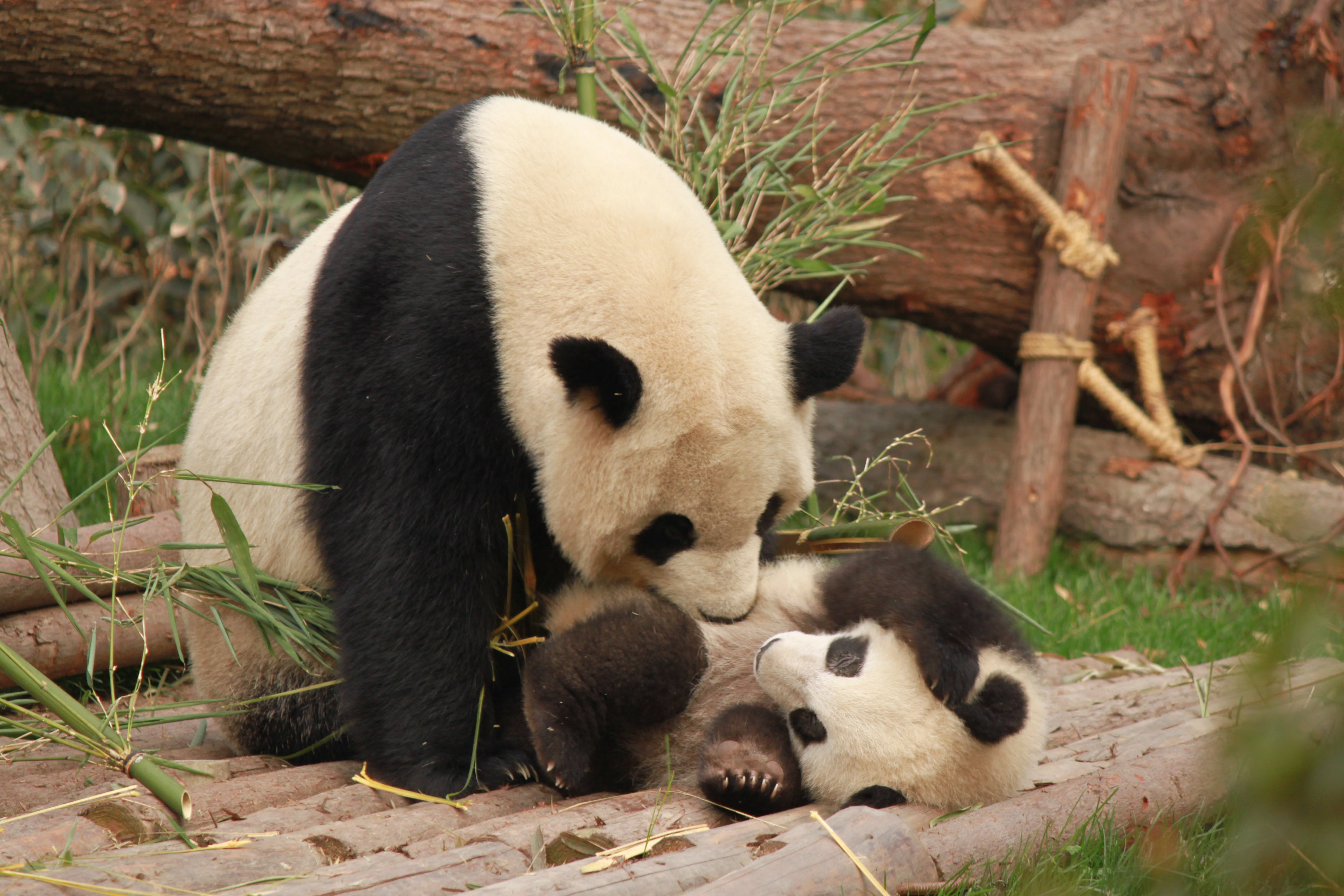 Takenoko: Cultive sua Diversão com Panda e Bambu neste Jogo Encantador